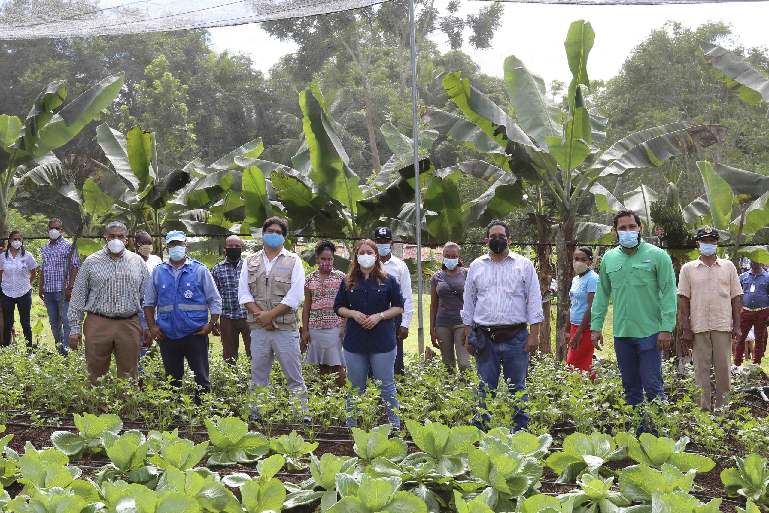 En La Casa Sombra , La Maya de Yamasá se está cultivando apio, lechuga y repollo y otros, esta producción esperan pueda ser comercializada