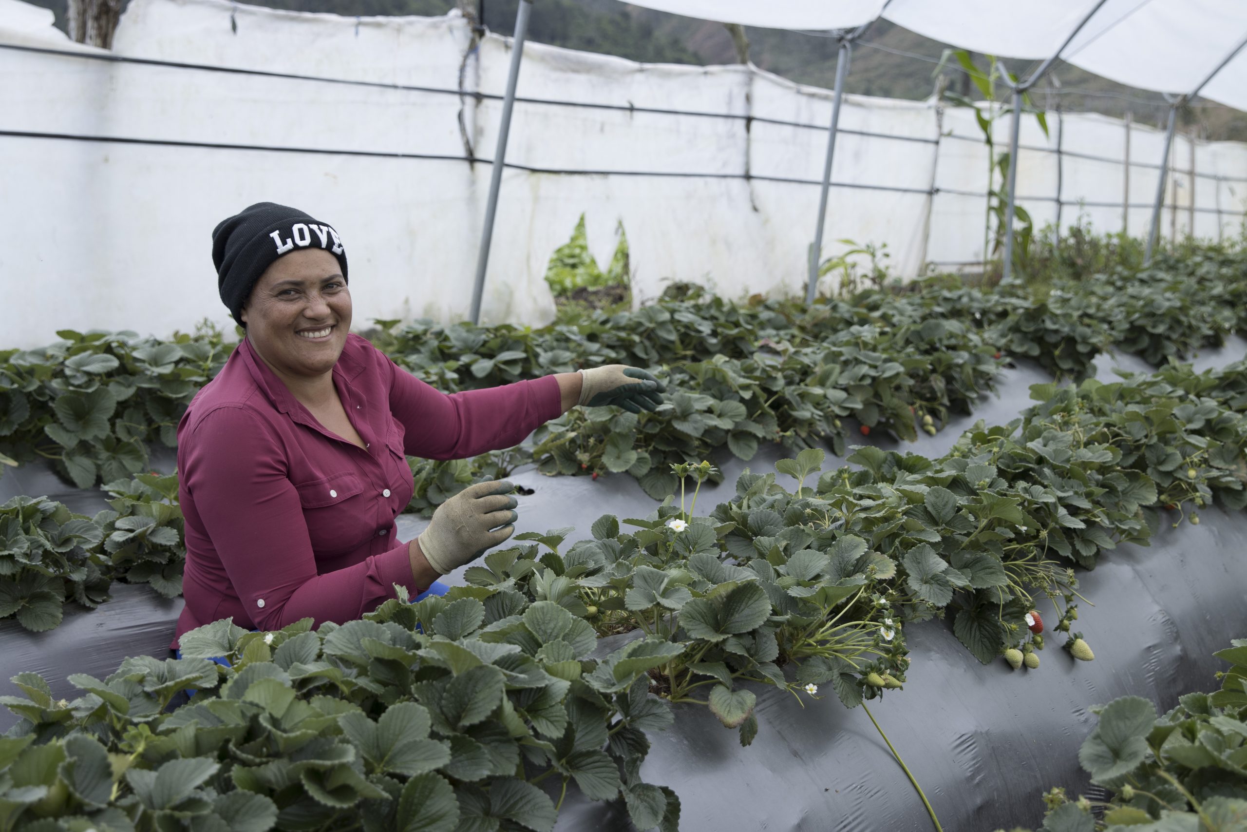 FAO destaca avances y resultados de familias agricultoras de Villa Poppy que cuentan con apoyo de Supérate