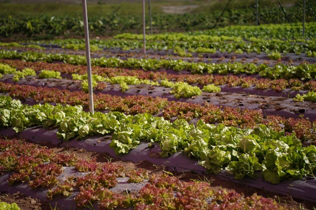 Cultivo de lechuga repollada verde y morada, es uno de los resultados obtenidos gracias al esfuerzo de las familias agricultoras y las entidades convergentes durante este proceso